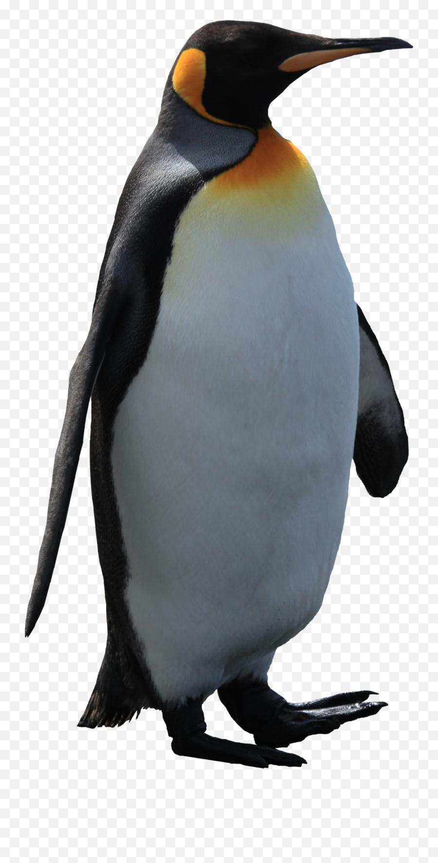 Imperator Penguin Png Image - Penguin Transparent Background,Penguin Transparent