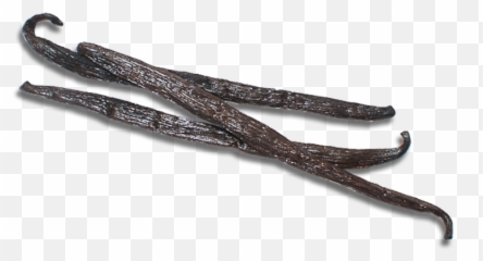 Vanilla Bean Madagascar Bourbon Whole - Twig Png,Vanilla Bean Png