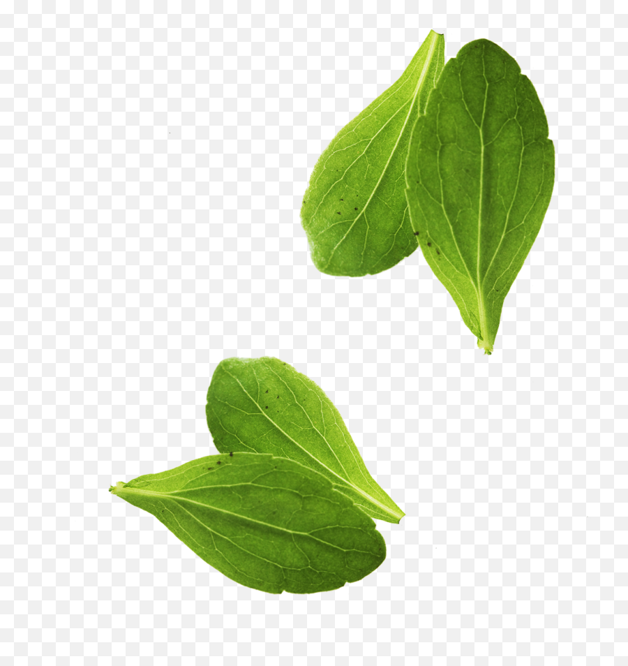 Download Vegetable Basil Leaves Leaf Free Transparent Image - Transparent Basil Png,Leaf Transparent Background