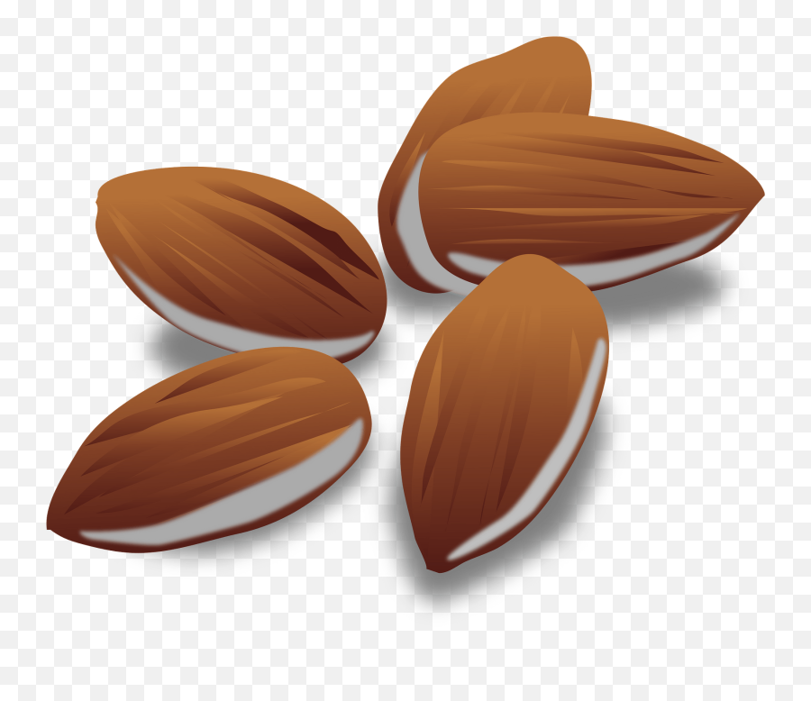 Almonds Clipart Free Download Transparent Png Creazilla - A1c,Almond Png