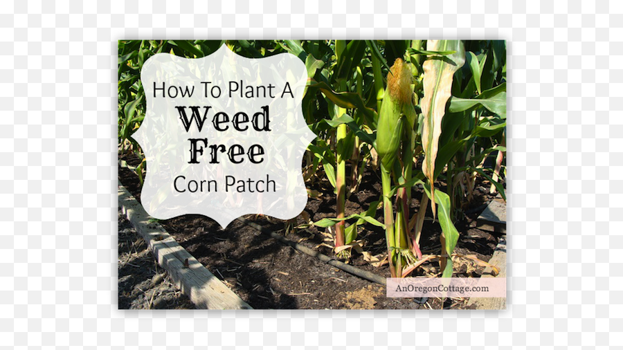 Download How To Plant Corn - Weed Free Garden Png Image With Soil,Corn Plant Png