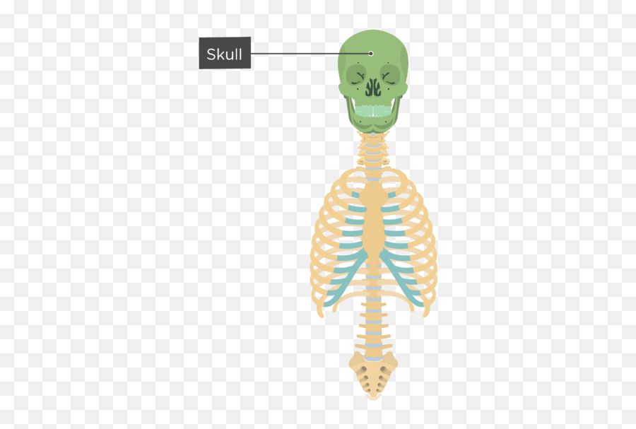Skeleton Skeletal System Overview - Pops Arcadia Png,Skeleton Arm Png
