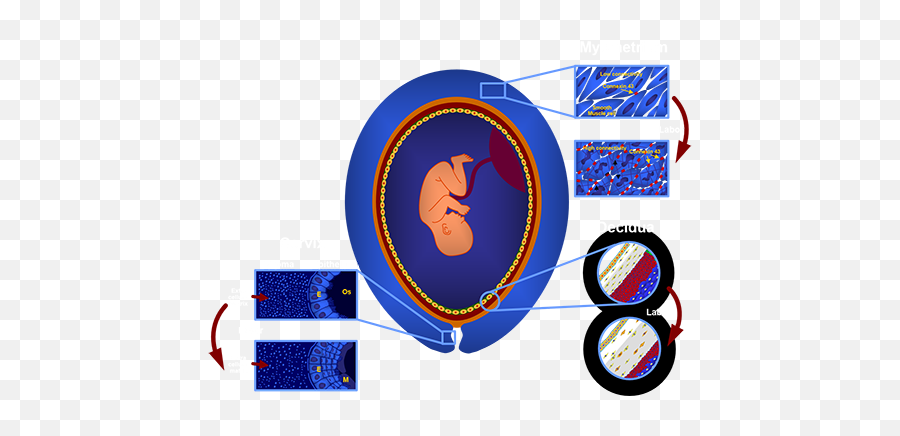 The Perinatology Research Branch - Nichdnih Home Cuerpo De Bomberos De Venezuela Png,Wayne State Logo