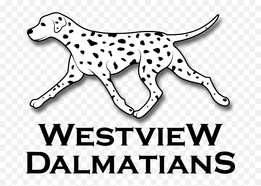 Westview Dalmatians - 3847 Png,Dalmatian Png