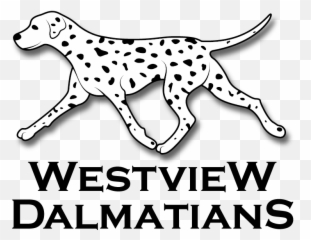 Westview Dalmatians - 3847 Png,Dalmatian Png