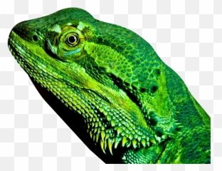 Dragon Lizard Transparent Background Free - Reptiles Clear png