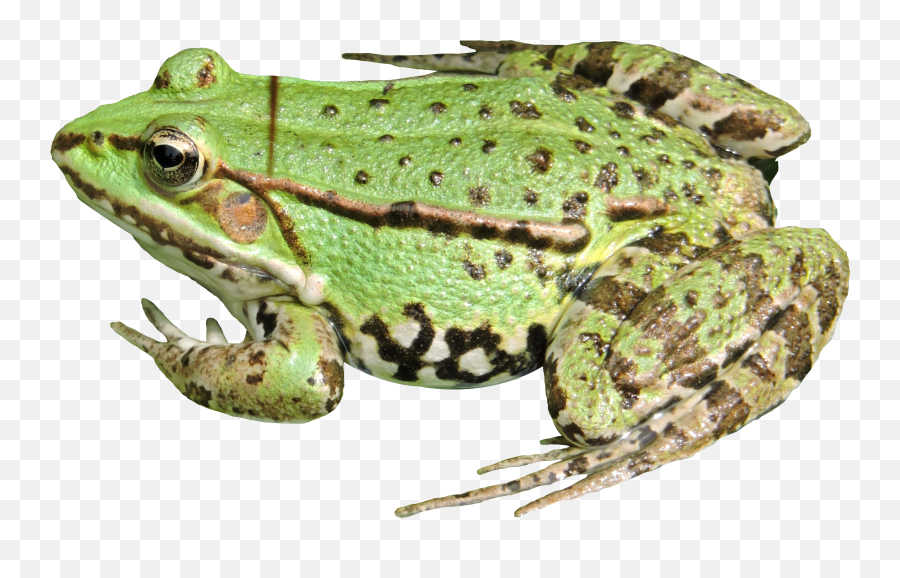 Png Frog - Doppio Frog Png,Kermit The Frog Png