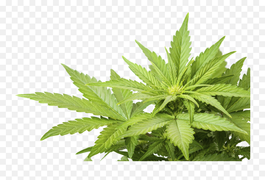 Download Free Png Marijuana Plant - Weed Png,Marijuana Plant Png