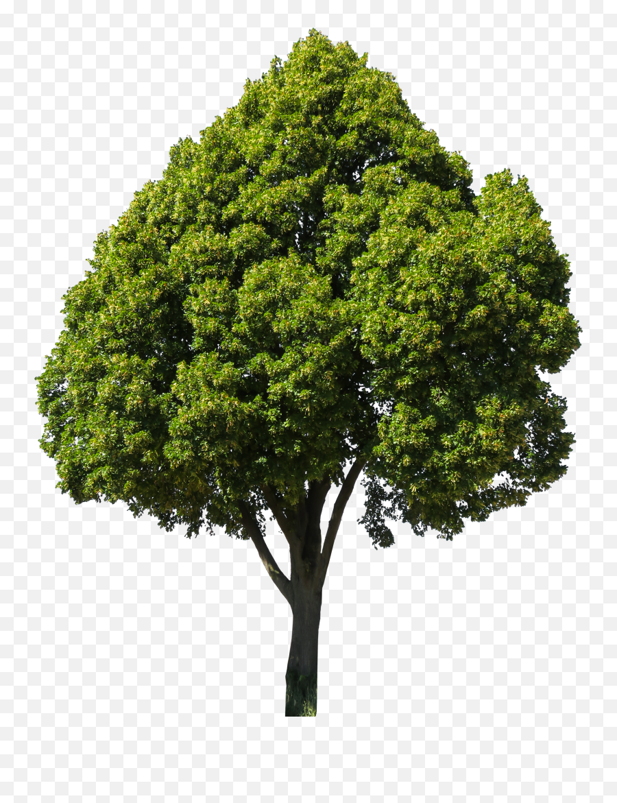 999x799 S - Freigestellt Bäume Png,Big Tree Png