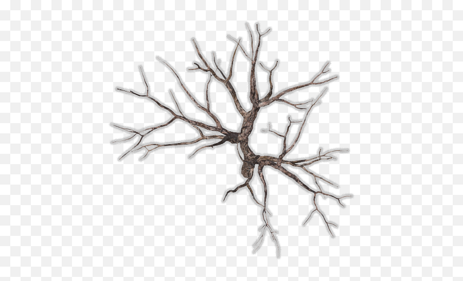 Index Of Mappingterrainplantstreesdead - Tree Branches Top View Png,Tree Plan Png