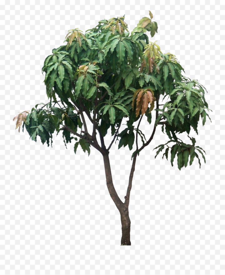 Tropical - Mango Tree Png Hd,Tropical Tree Png
