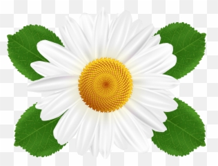 Library Of White Daisy Clip Art Royalty Free Download - White Daisy Clipart Png,Daisy Png