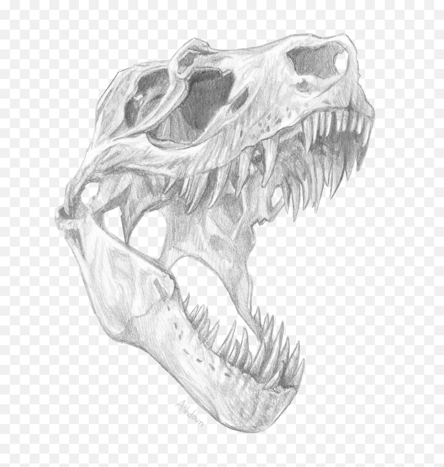 T Rex Skeleton Sketch - T Rex Skull Drawing Png,Dinosaur Skull Png