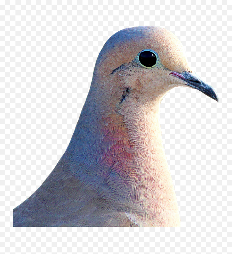 Download Hd Dove City Pigeon Collared - Mourning Dove Background Png,City Transparent Background
