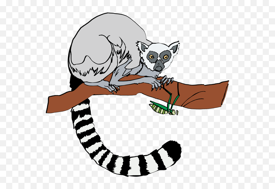 Library Of Lemur Clip Freeuse Png Files - Ring Tailed Lemur Clipart,Lemur Png