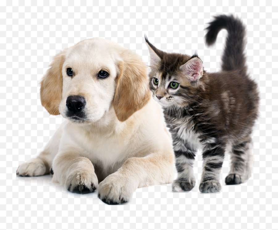 Dog And Cat - Healthy Pets Png,Dog And Cat Png
