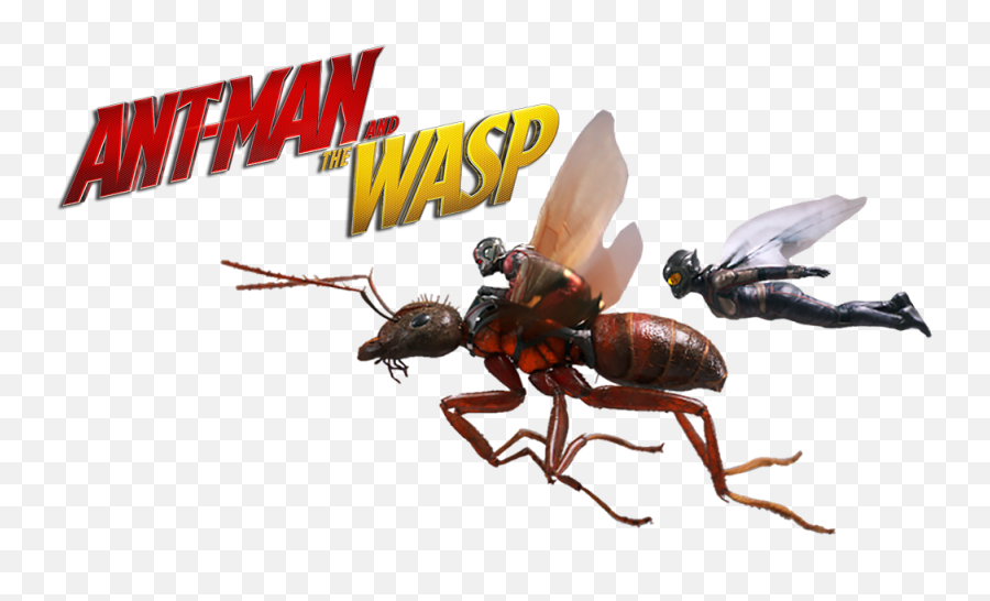 Ant - Ant Man And The Wasp Png,Ant Man And The Wasp Png