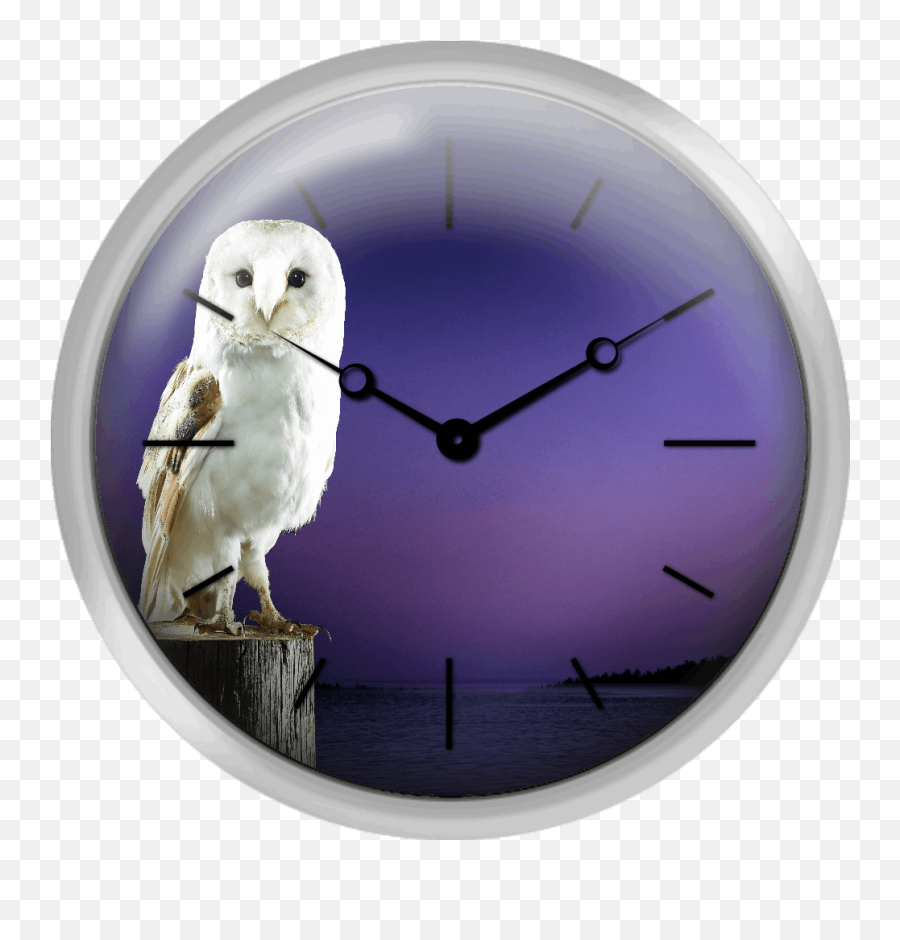 Barn Owl Png - Barn Owl Standing On Log With Sunset Snowy Owl,Owl Transparent Background