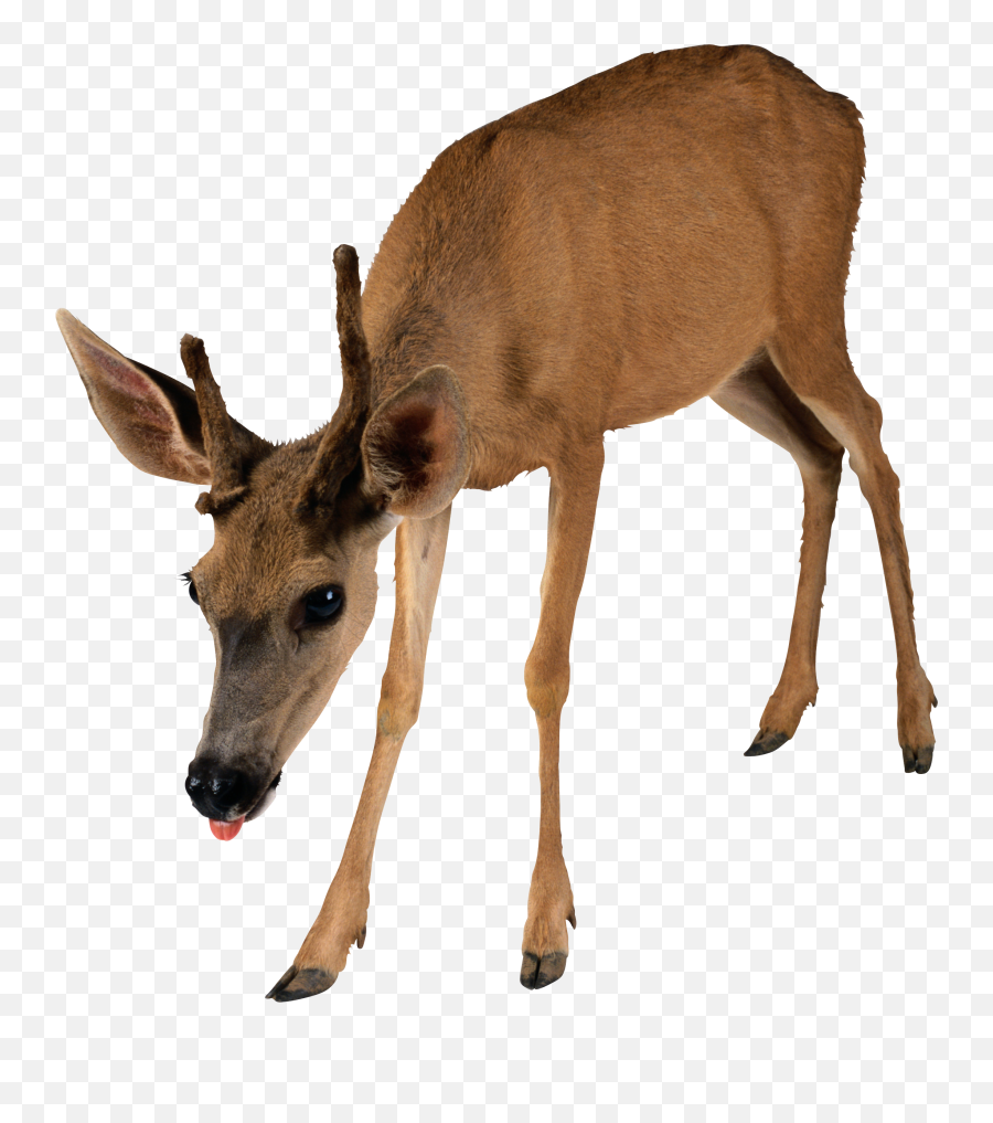 Brown Deer Standing Png Image - Purepng Free Transparent Reh,Reindeer Transparent