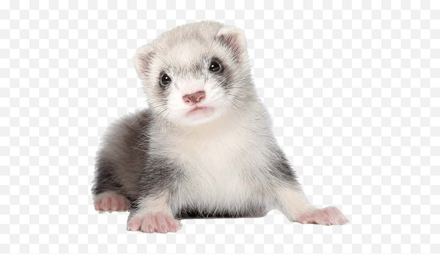 How Much Do Ferrets Cost - Get Updated Info On Ferret Prices Much Money Is A Ferret Png,Ferret Png