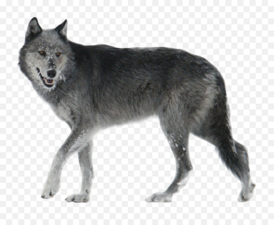 Wolf Png Hd - Grey Wolf Png,Black Wolf Png
