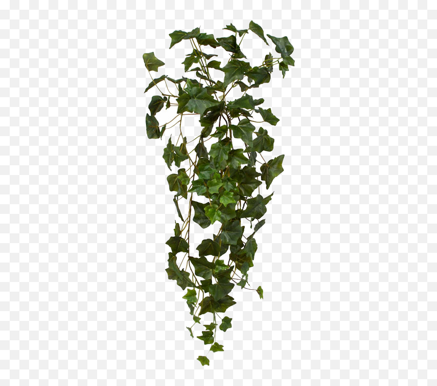 English Ivy Hanging Plants Canvas Home - Hanging Ivy Png Transparent,Hanging Plants Png