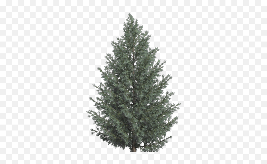 Free Transparent Trees Whi - Christmas Tree Png,Spruce Tree Png