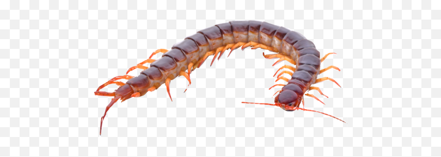Download Hd Centipede Freetoedit - Hundred Legs Transparent Real Centipede Clipart Png,Legs Transparent Background