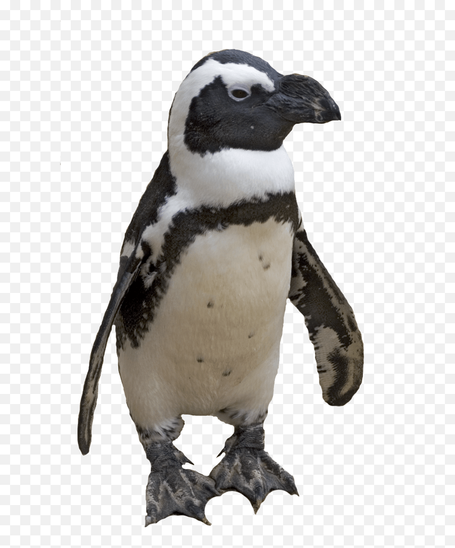 Small Penguin Transparent Png - Penguin Transparent Background,Penguin Transparent