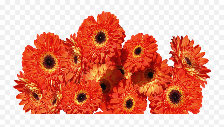Download Gerbera Flower Png Transparent - Uokplrs Flores Naranja Png,Colorful Flowers Png