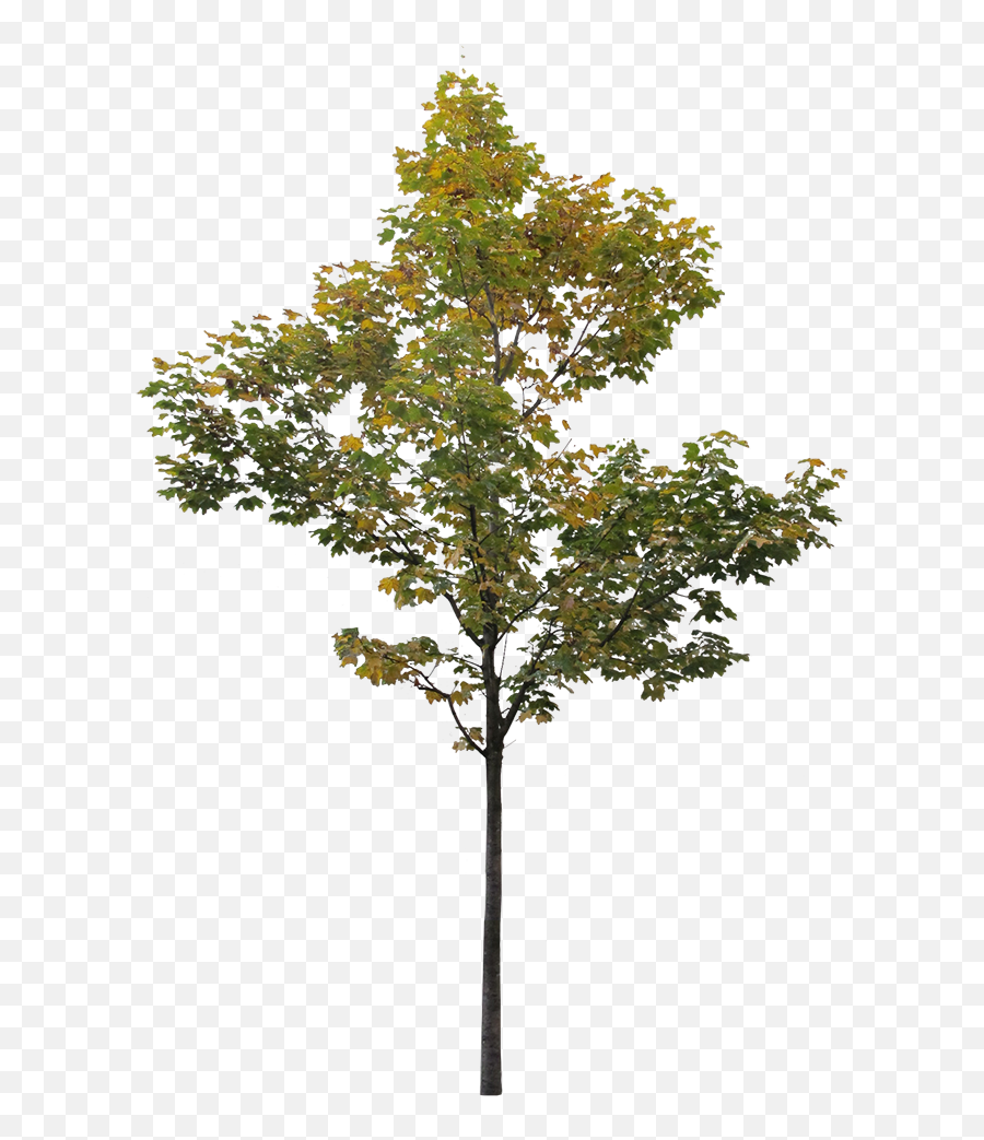 Small Maple Tree 3 - Architecture Cut Out Trees Png,Transparent Trees