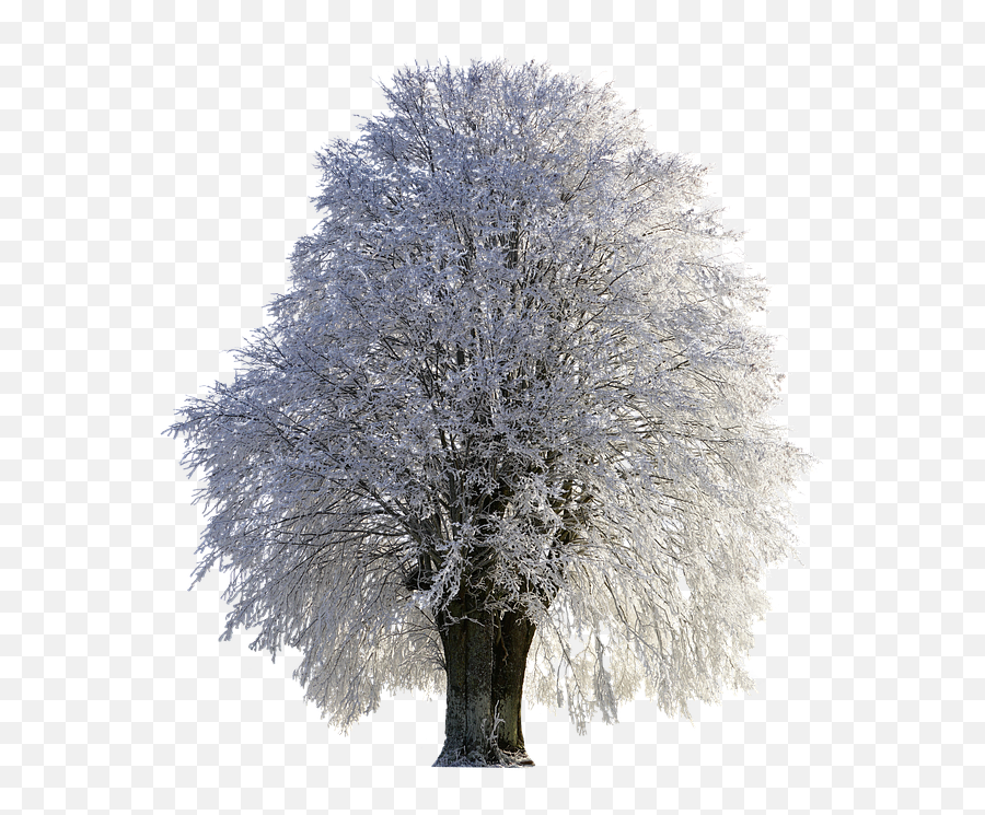 Png Wintry Frost Winter Frozen Snow Tree Cold - 12 Inch By 18 Inch Laminated Poster With Bright Colors And Vivid Imageryfits Perfectly In Many Snow Covered Trees Png,Snow Frame Png