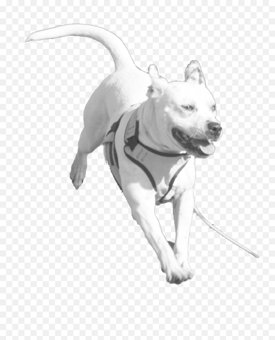 Ultimutt Race - Martingale Png,Dog Running Png