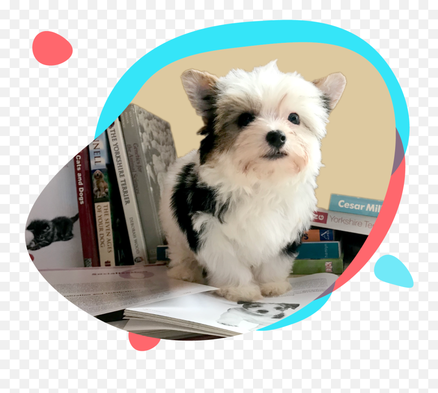Yorkshire Terrier Health And Nutrition Karmic Yorkies - Vulnerable Native Breeds Png,Yorkie Png