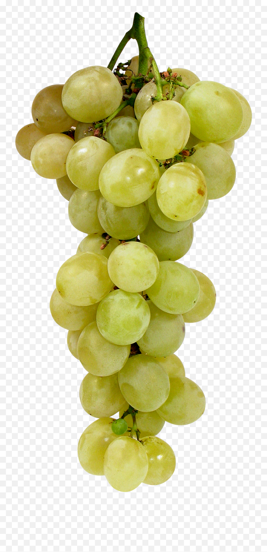 Grapes Png Image - Grape Images Png,Grapes Transparent