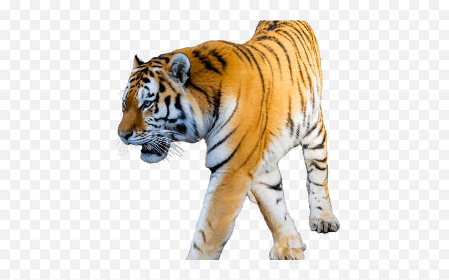 White Tiger Clipart Transparent - Transparent Transparent Background Tiger Clip Art Png,White Tiger Png