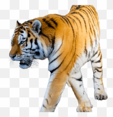 White Tiger Clipart Transparent - Transparent Transparent Background Tiger Clip Art Png,White Tiger Png