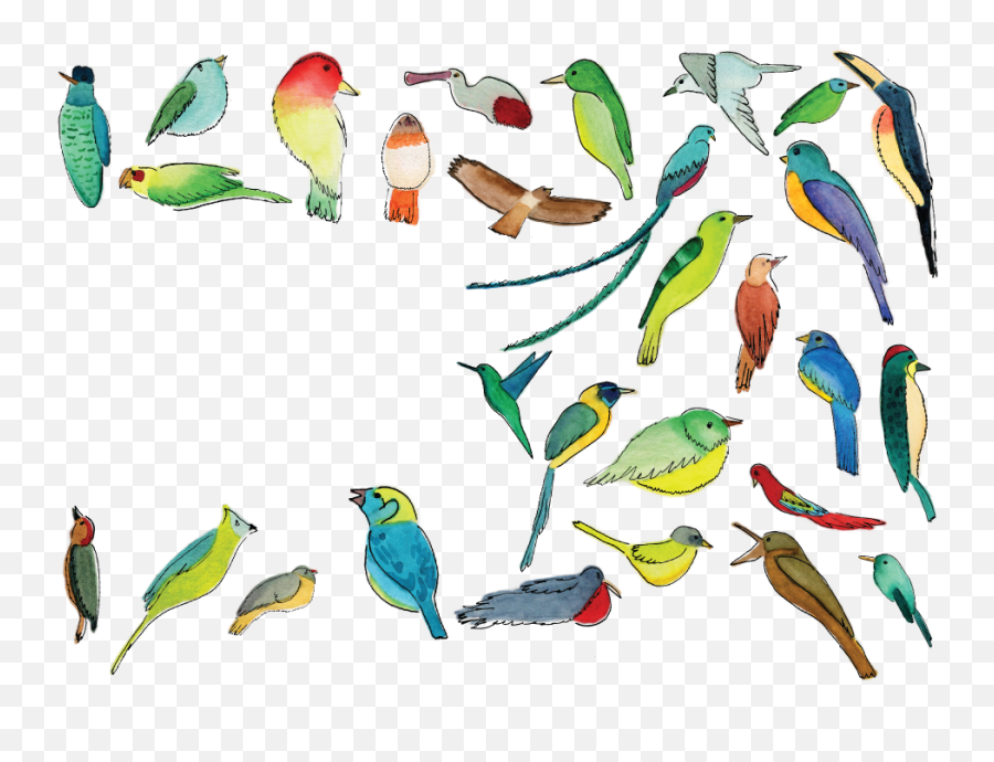 How To Find A Quetzal Like Pro - Pet Birds Png,Quetzal Png