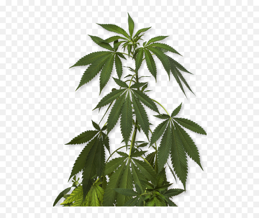 How To Order - Marijuana Png,Marijuana Plant Png