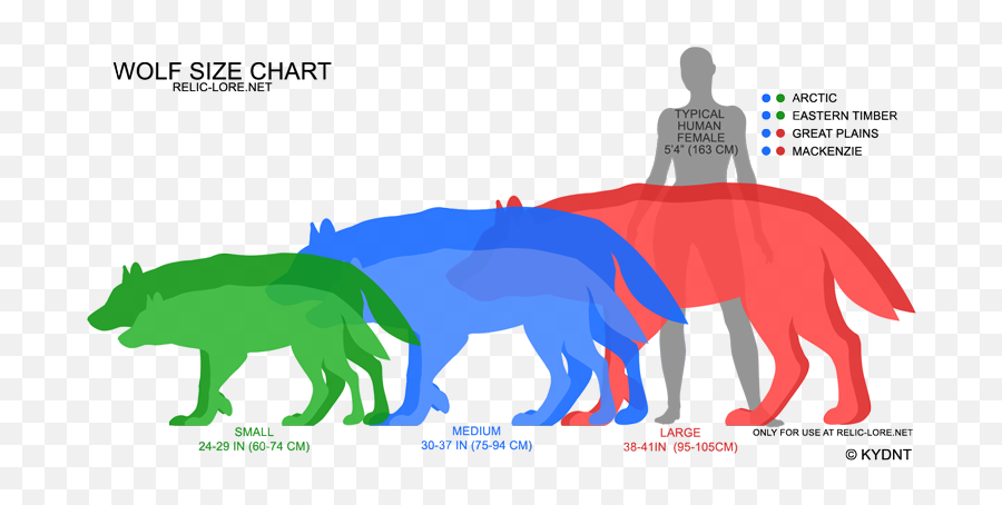 Wolf And Coyotes Size Differential - Timber Wolf Size Chart Png,Wolfs Rain Icon