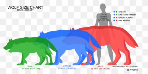 Wolf And Coyotes Size Differential - Timber Chart png