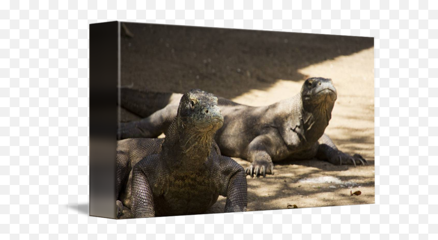 Dangerous Komodo Dragons Walking Around - Iguana Png,Komodo Dragon Png