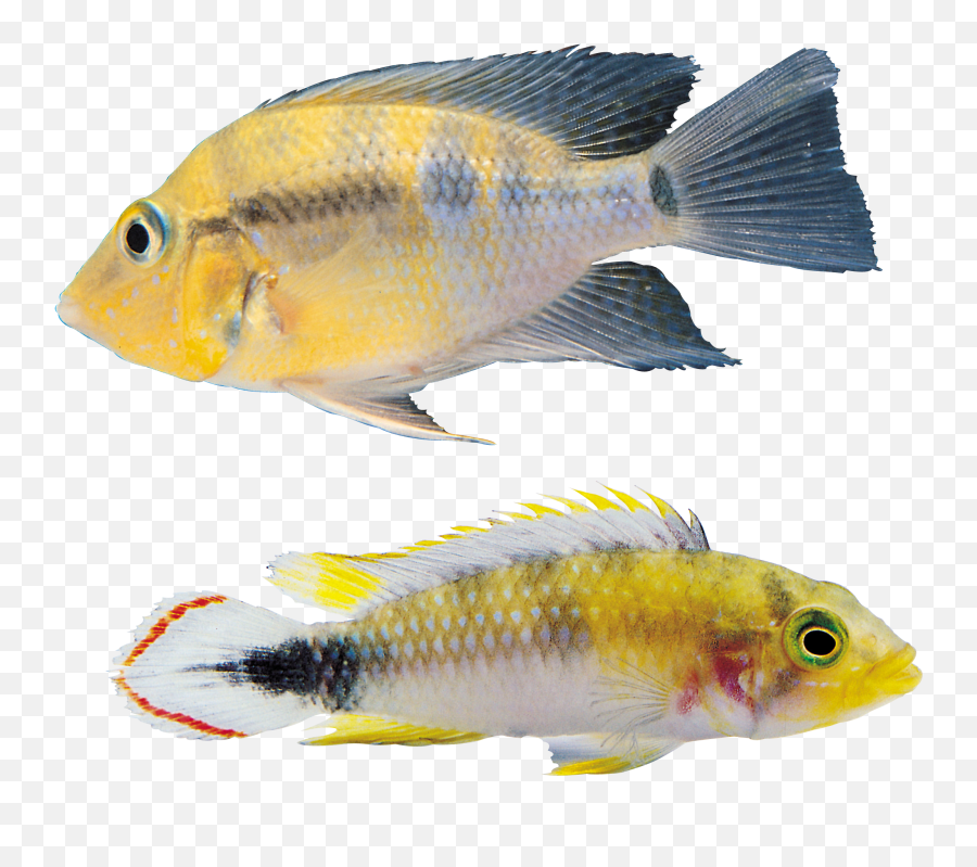 Fish Png Image Free Download Ocean