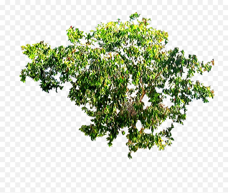 Tree Canopy Png 2 Image - Flower Branches Top Png,Tree Canopy Png