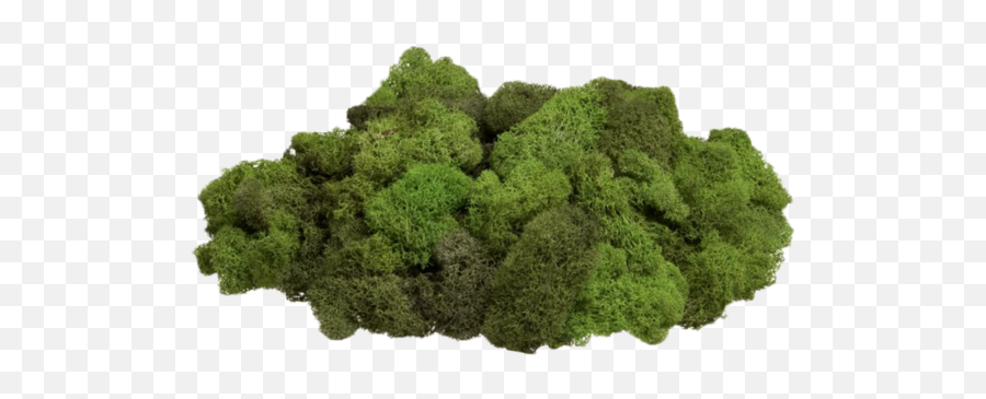 Moss Png Picture Free Library - Reindeer Moss Png,Moss Png