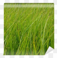 Long Green Grass Wall Mural U2022 Pixers - We live to change Sweet Grass png