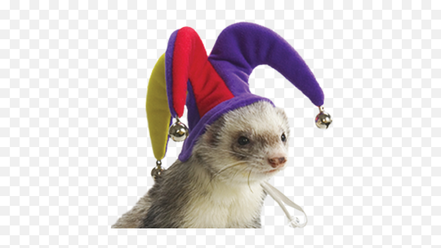 Ferret Jester Cap And Bells - Ferret Slammed Full Size Png Ferret Hat,Ferret Png