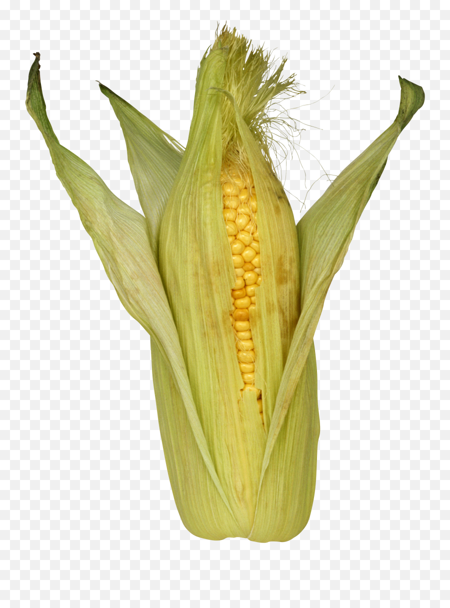 Corn Png Image - Purepng Free Transparent Cc0 Png Image Corn Husk Png,Corn Cob Png