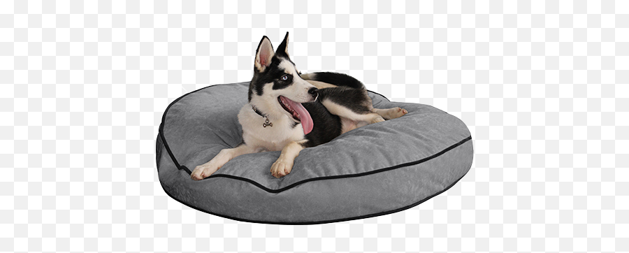Pup Iq U2014 Smart Round Dog Beds Png Bed