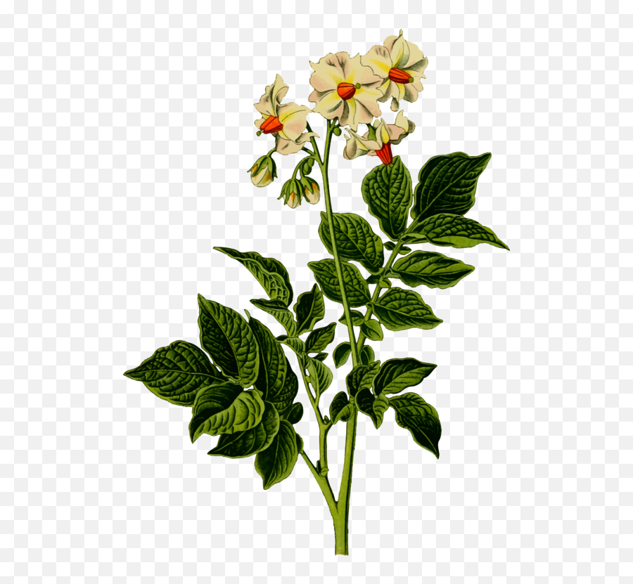 Plantflowerrose Family Png Clipart - Royalty Free Svg Png Transparent Potato Plant Png,Rose Vines Png